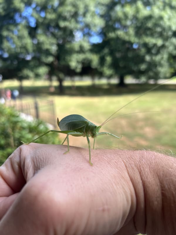 Green katydid