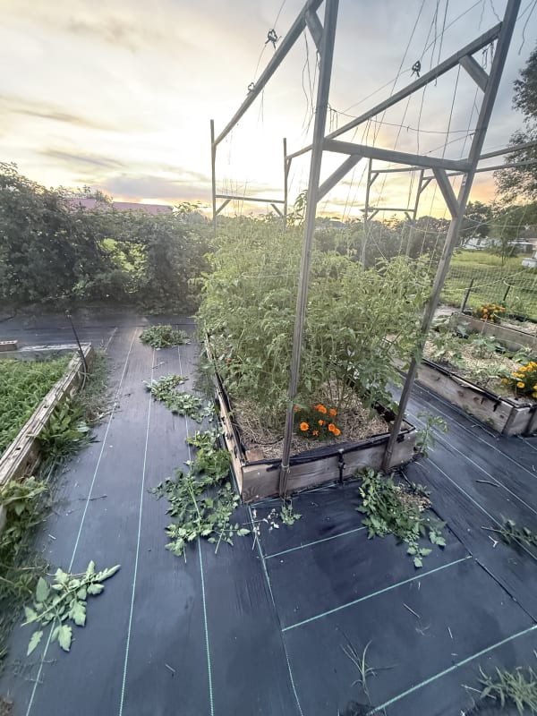 Tomatoes need the most tough love