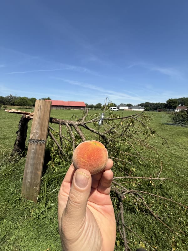 Last fruit of the old faithful…