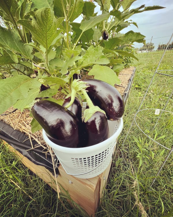 Eggplants