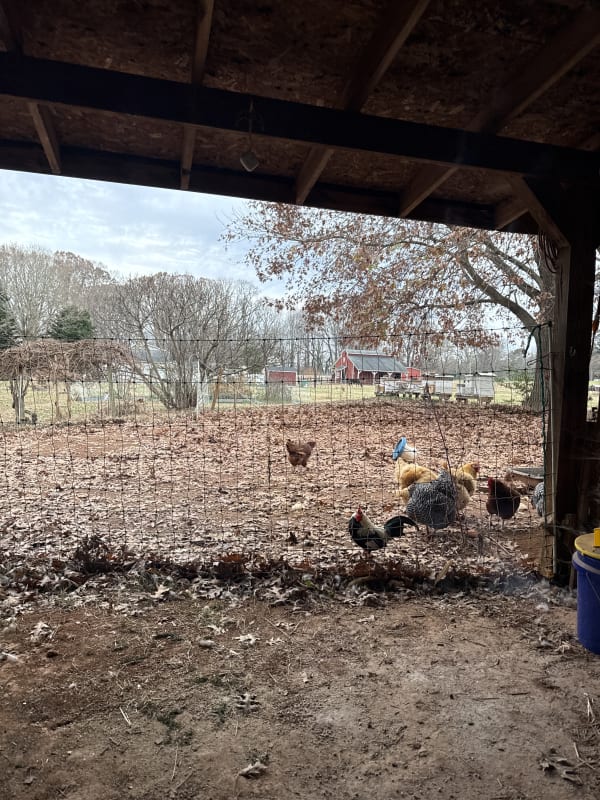 My chicken are the best