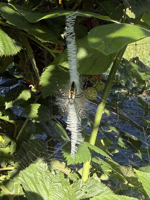 Yellow garden spider