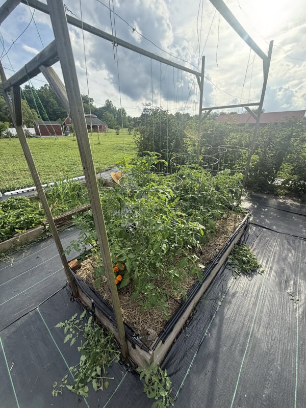 8 - Tomatoes Bed