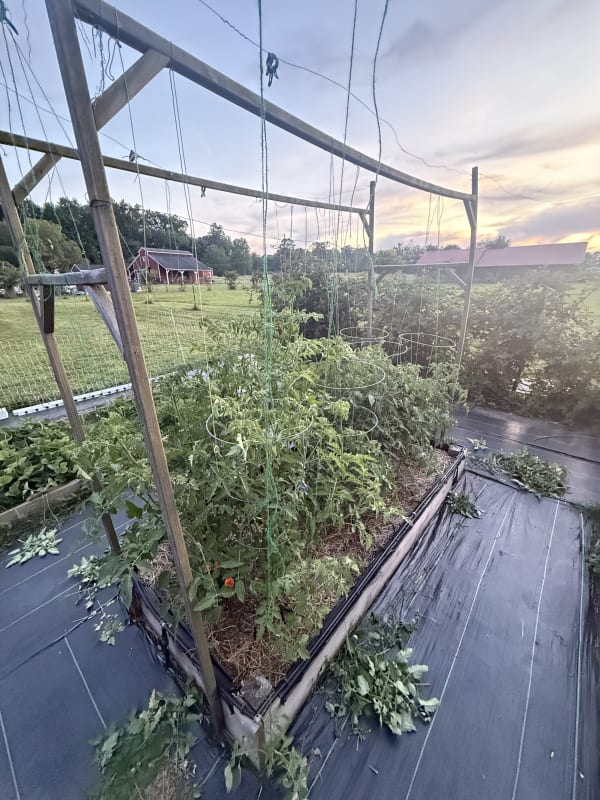 8 - Tomatoes Bed