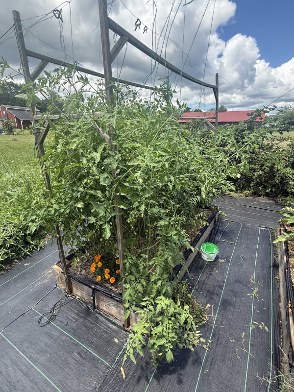 8 - Tomatoes Bed