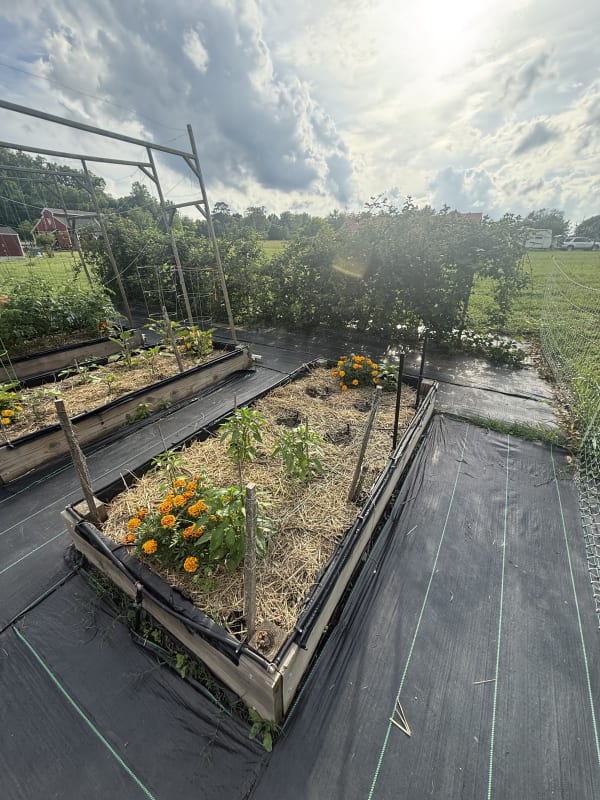 6 - Sweet Peppers Bed