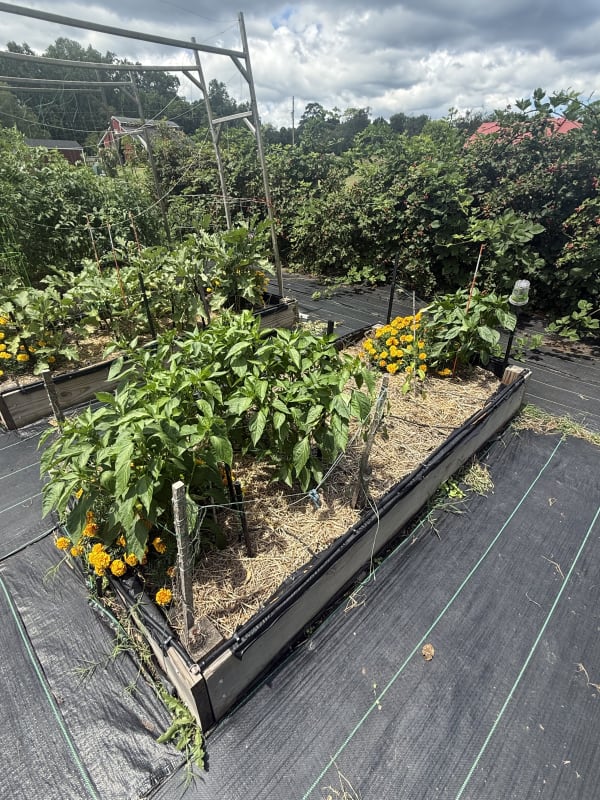 6 - Sweet Peppers Bed
