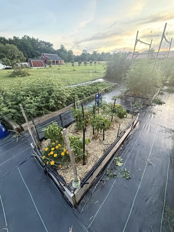 5 - Hot Peppers Bed