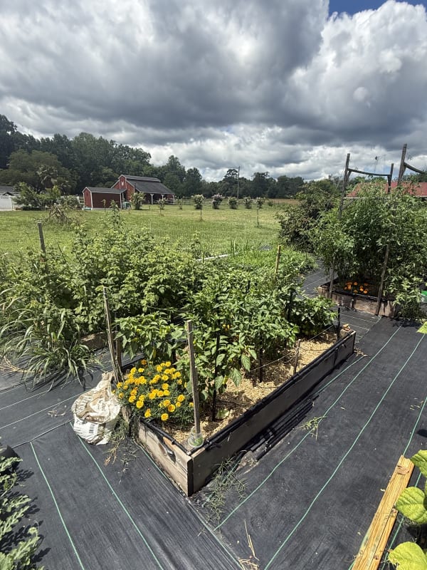 5 - Hot Peppers Bed