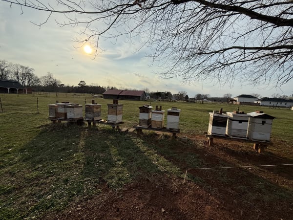 March 1st is for beekeeping