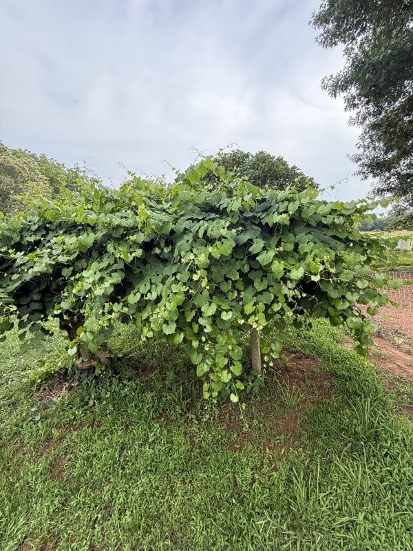 Growing muscadine