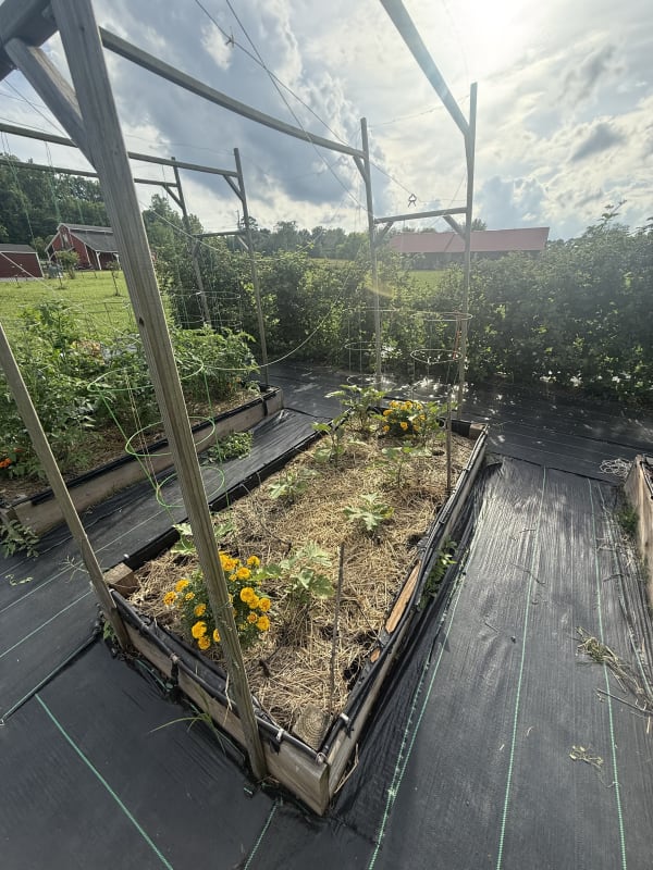 7 - Eggplants Bed