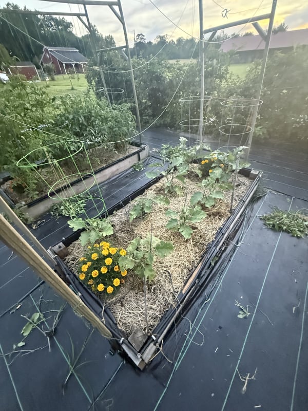 7 - Eggplants Bed