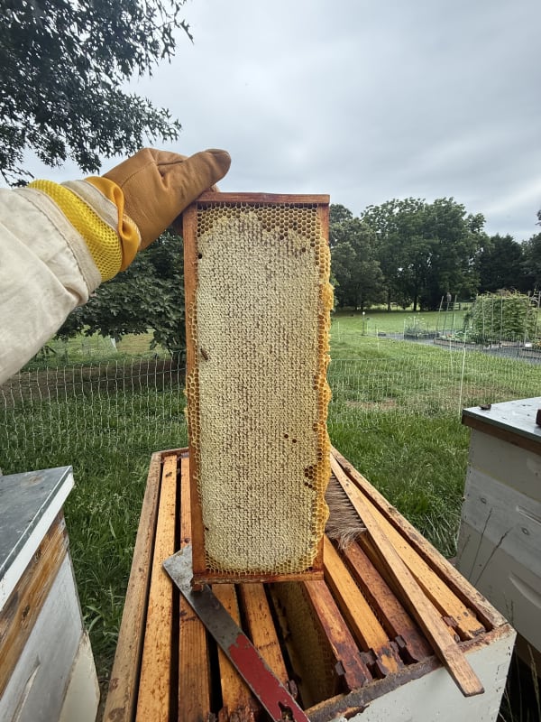 Spring 2026 Honey Harvest