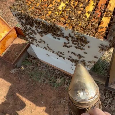 Beekeeping Year 2026