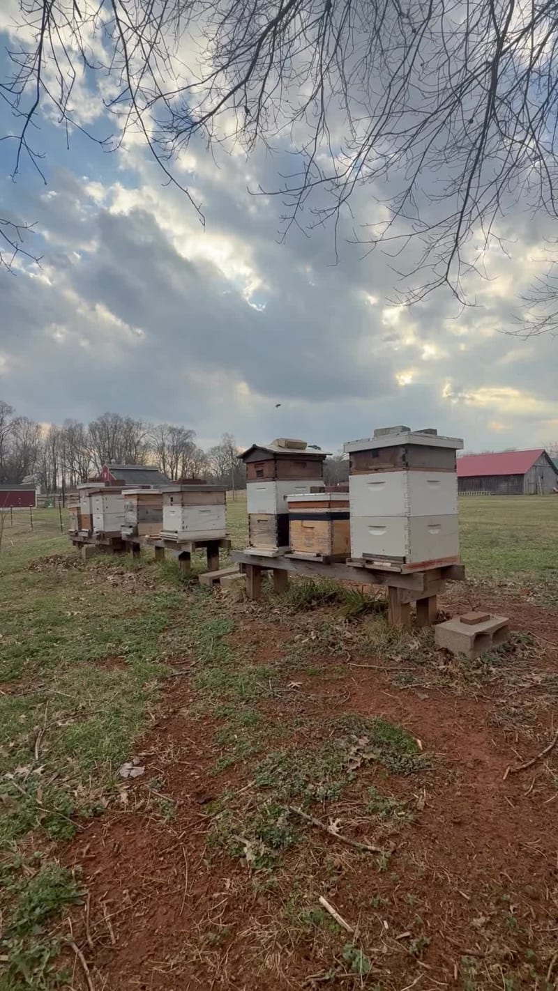 Next week, after the cold snaps, hopefully the last one of the season, I plan to reverse the boxes on all double hives, that way the queen is forced to use all the space better (she always has a tendency to go up), as well as add a second deep on the single boxes also.  I might even consider adding the supers on some.  Will need to assess and see…