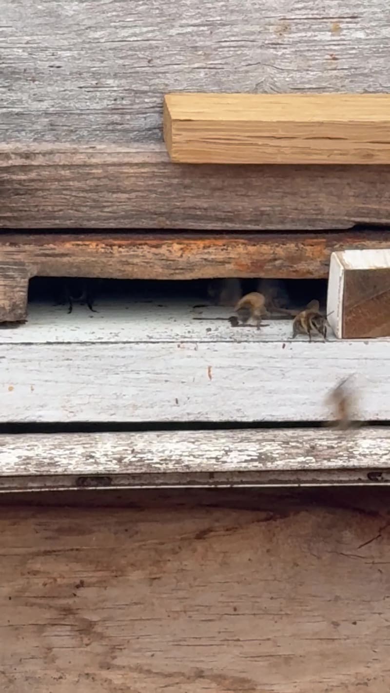 As the forager bees are bringing in pollen and nectar (you can’t see the nectar but you definitely see the yellow sacks of pollen in this video) - the guard bees stay guard.  I imagine they verify every bee that comes in for the entry password.  You can’t definitely see this behavior clearly in this video.