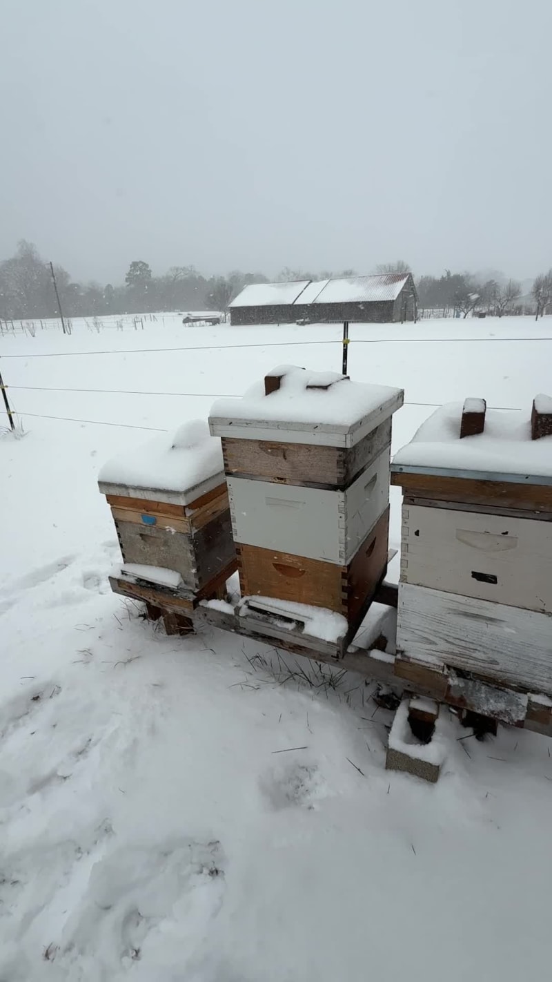 It is a bee winer wonderland out here!