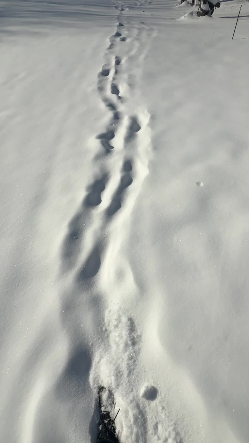 Walking in the snow towards the apiary...