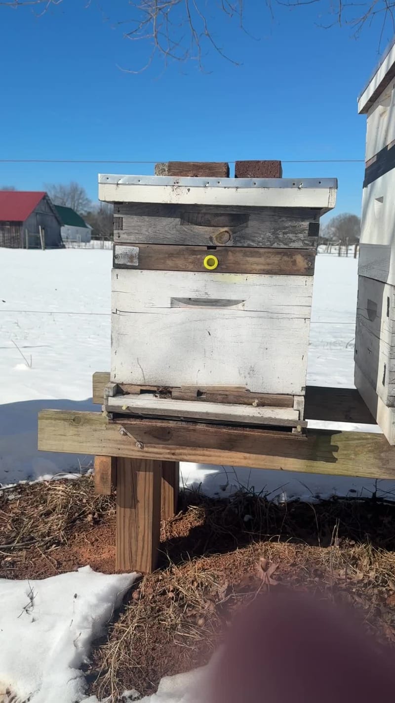 After the snow storm, any little bit of movement is a good sign.  Bees are coming out for a bit of sun and some fresh air.