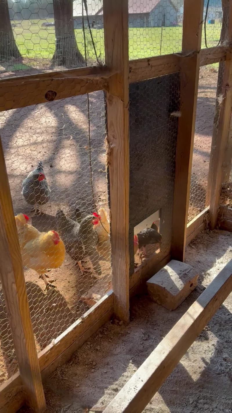 The roost is eagerly awaiting for their newly cleaned coop to be reopened for business.