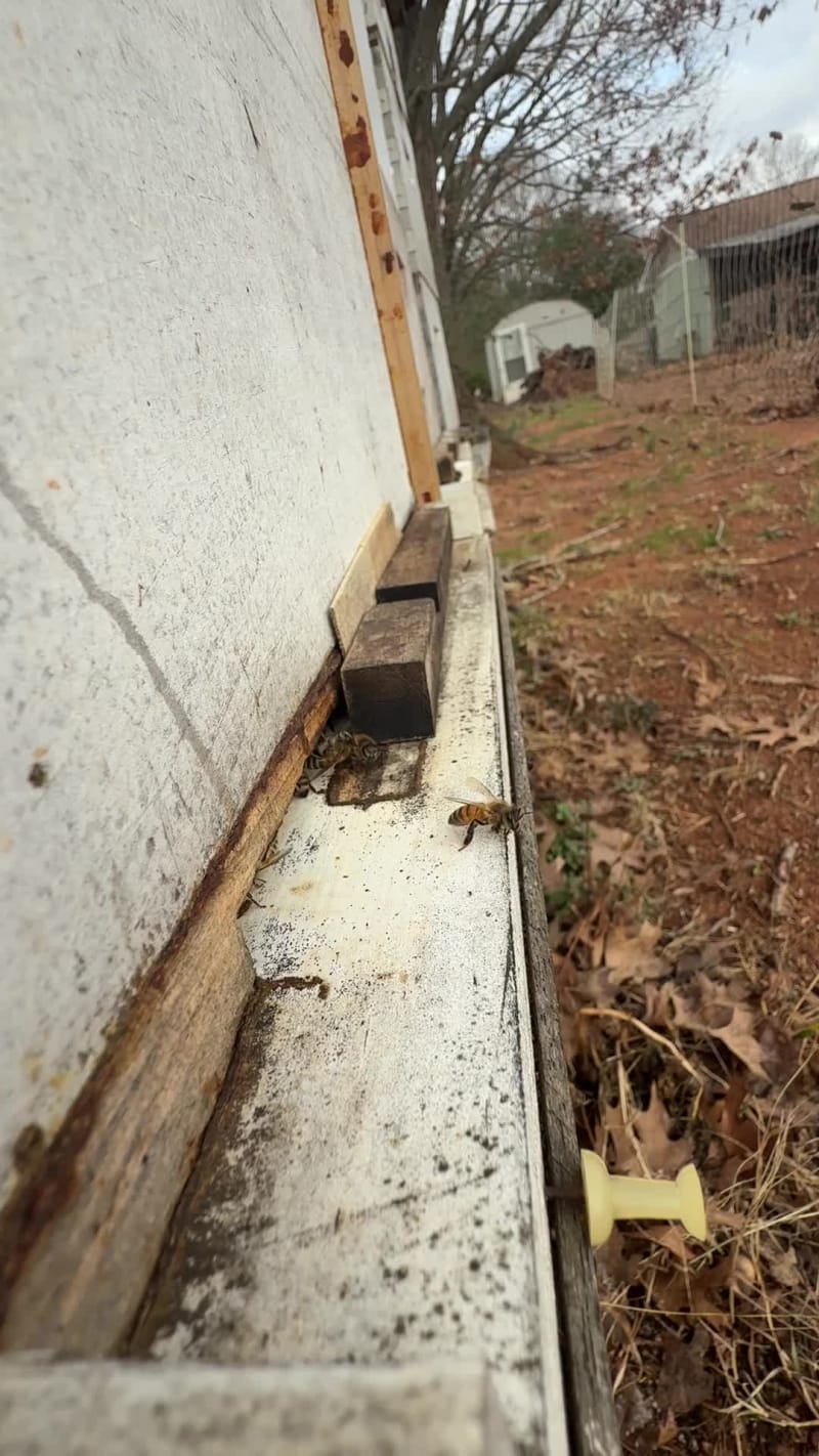 The ammount of activity this January, seen here through the very large ammount of polen that is being brought in - is simply out of control.