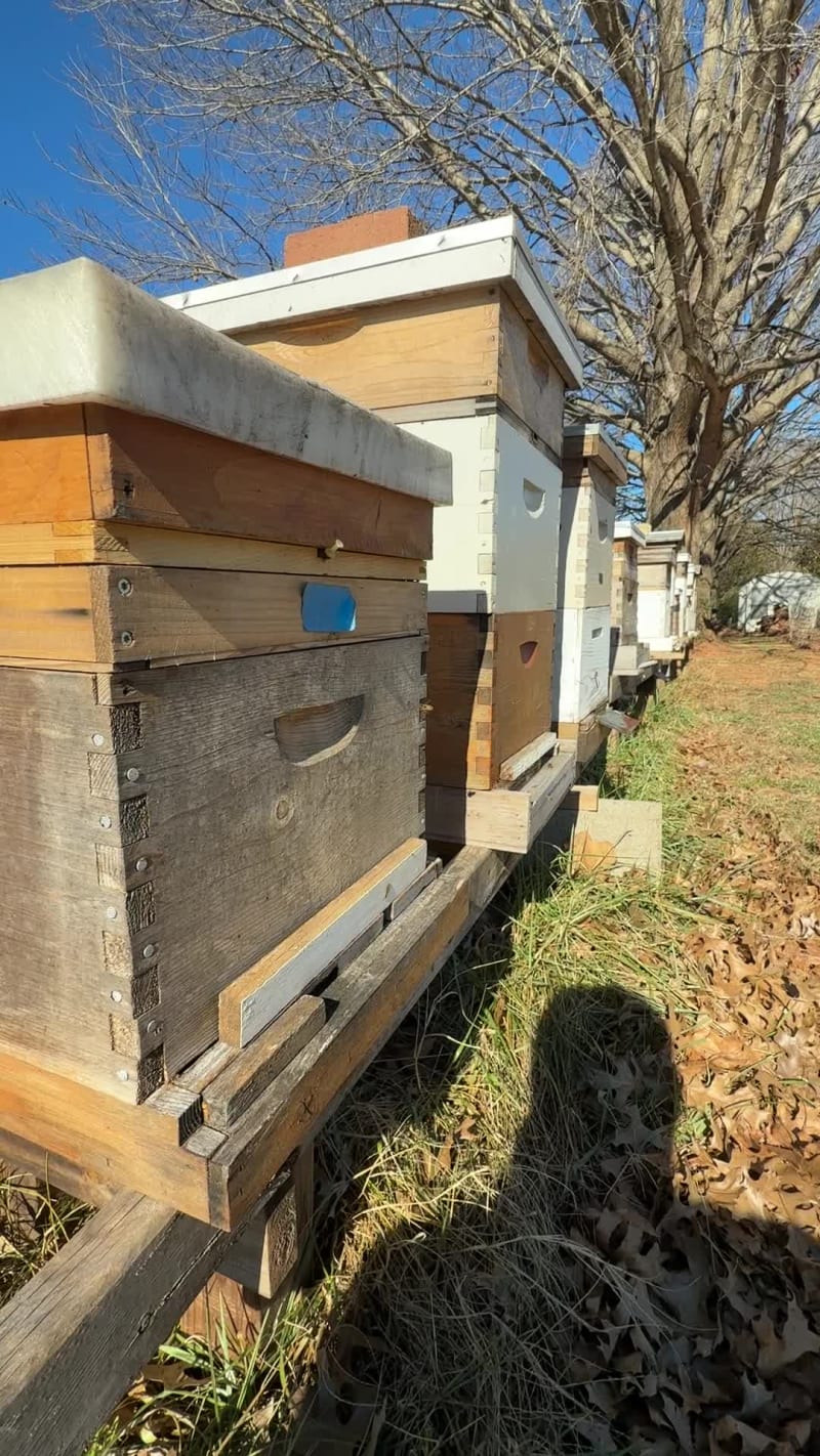 High 30’s low 40’s today and the bees are still active and bringing a little bit of pollen.  I will never understand where they find it, this time of the year, after a night with temps in the high teens…. Go bees go!