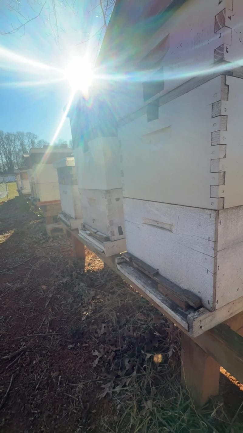 It never ceases to amaze me where and how the bees find pollen on these cold winter sunny days.