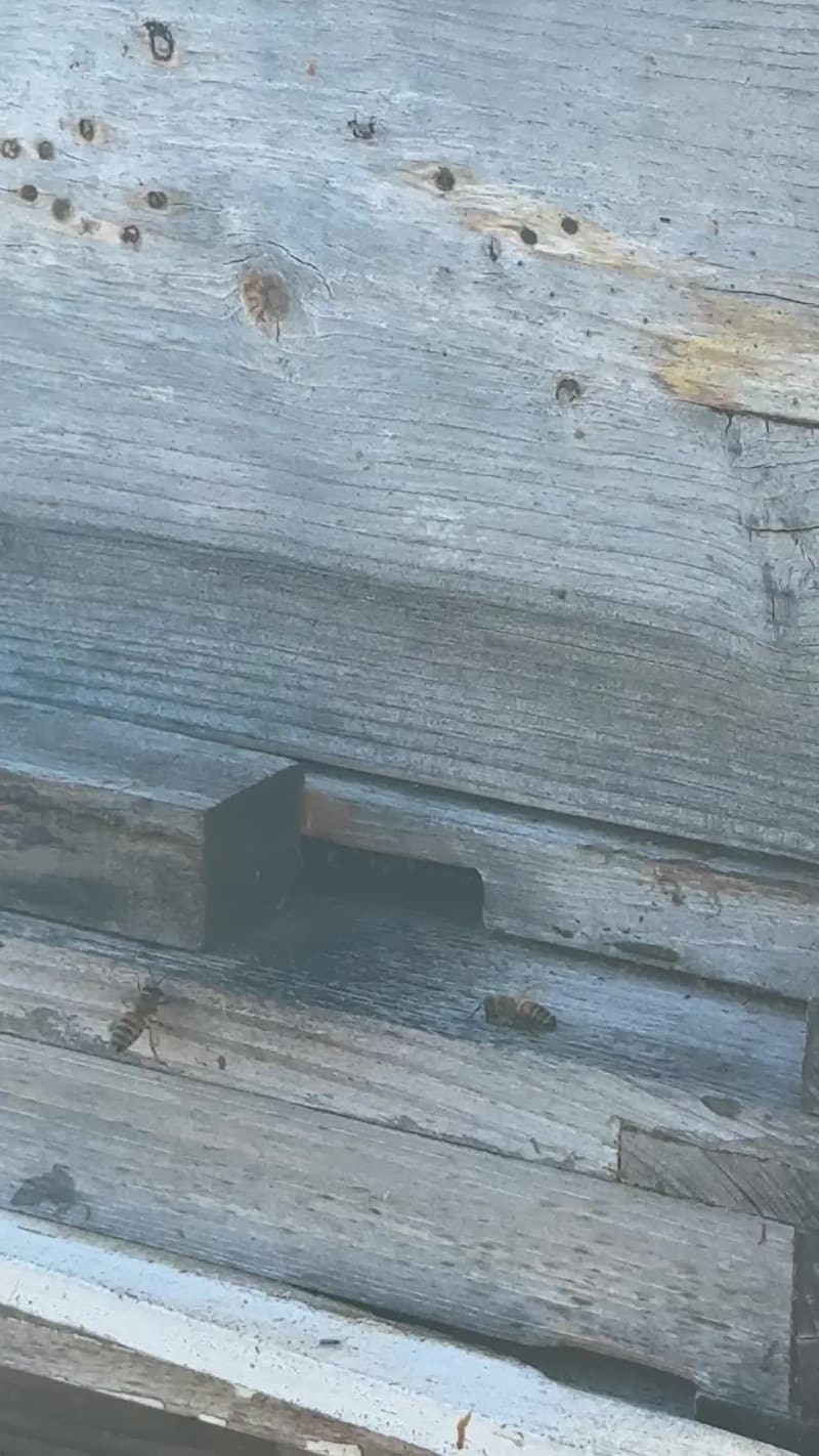 The bees are bringing in pollen. 