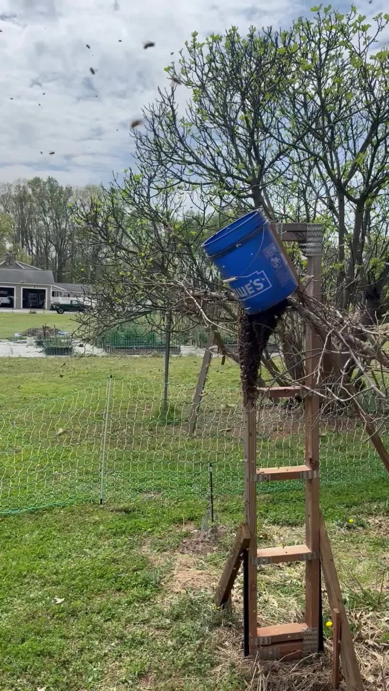 My blue bucket, aka tree swarm catcher, hanging on the muscadeen branch with a swarm of bees around it.
