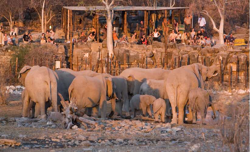 Etosha National Park, Namibia - Best places to visit in Africa - Book cheap flights from Lagos to Namibia