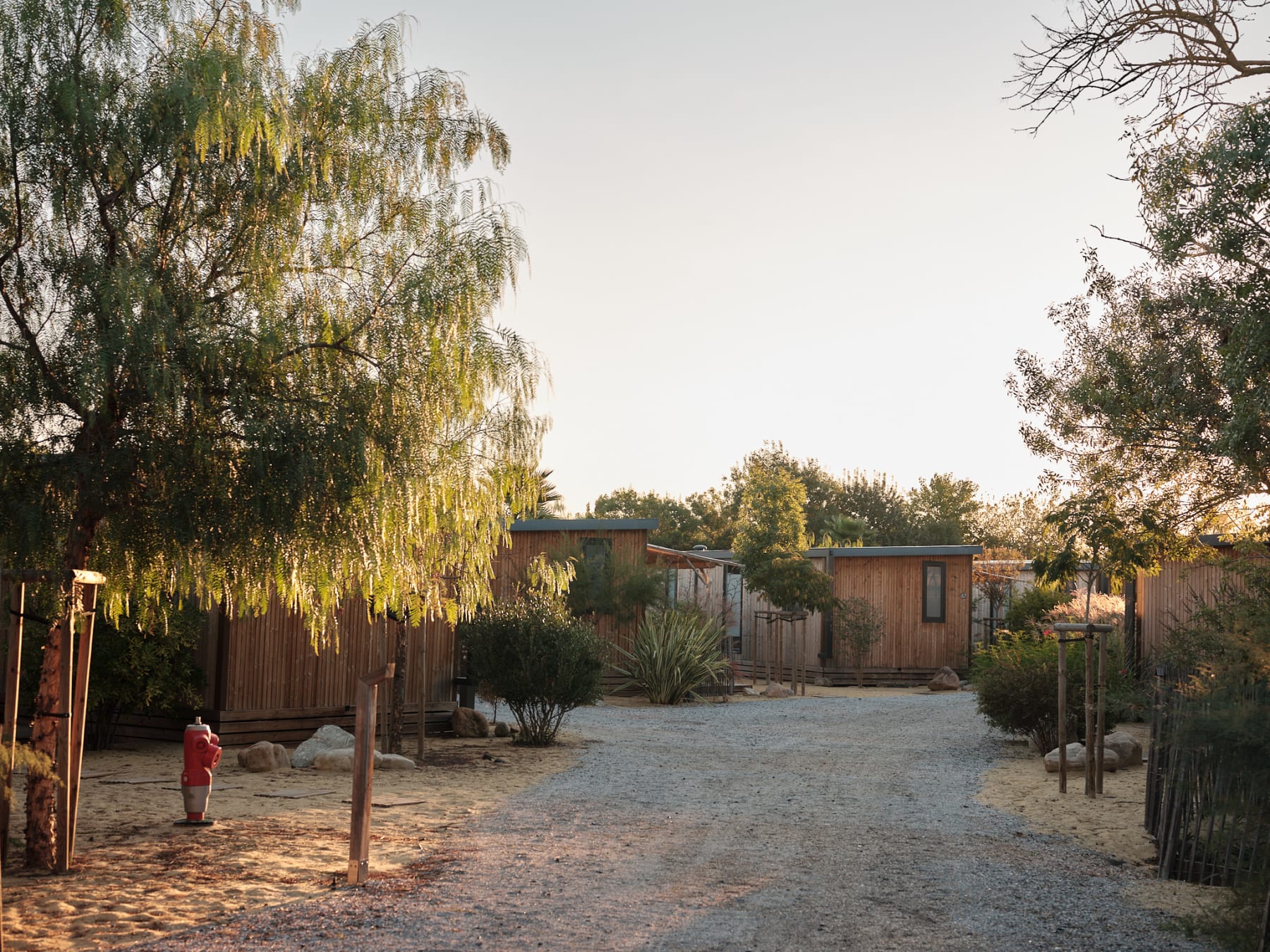 Backyard with gravel ground, wooden privacy fence, and tall trees bathed in warm late-afternoon light; houses visible beyond the fence.