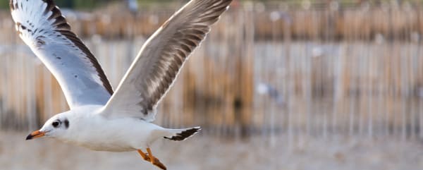Seagull in mid-flight over water with blurred wooden pilings in the background.