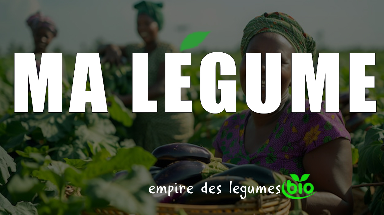 6 Company DRC activités