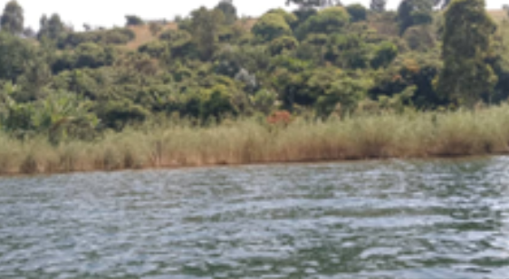 Zone de roseaux et végétation riveraine du lac Kivu