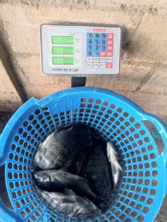 Commercialisation des poissons à Bukavu.