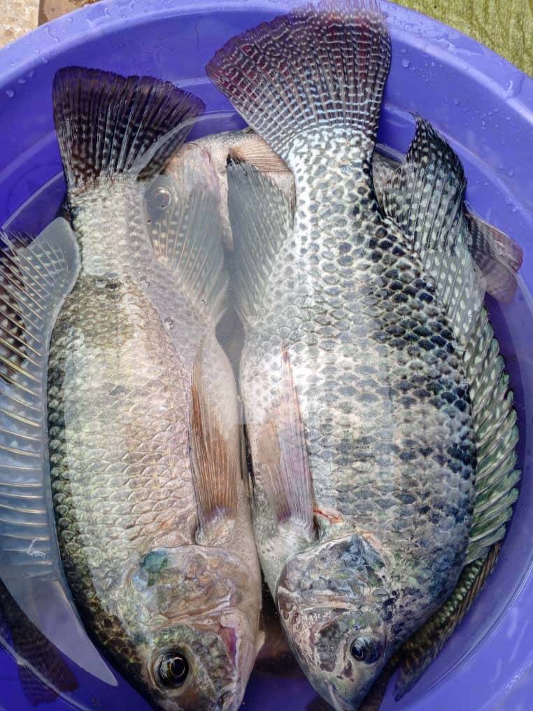 Présentation de poissons destinés à la vente à Bukavu.