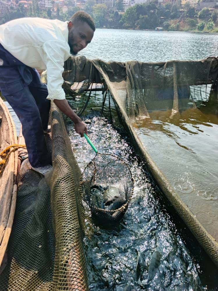 Élevage de poissons en cages sur le lac Kivu.
