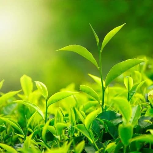 Trà xanh: Những lợi ích nổi bật đối với sức khỏe, sắc đẹp