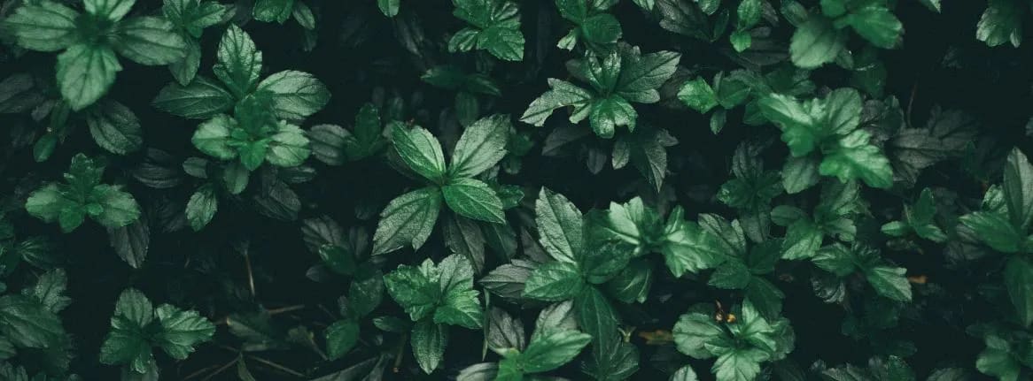 ORA Essential Oil Collection