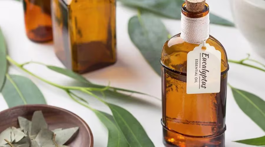 Dầu khuynh diệp: 12 lợi ích cho sức khỏe bạn không thể bỏ qua