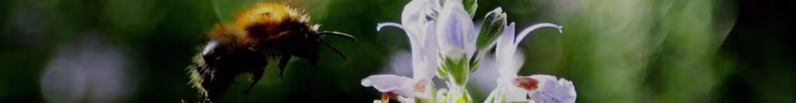 Nến Thơm Thiên Nhiên Hương Thảo Rosemary - Thư Giãn & Tập Trung