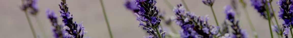 Oải Hương - Lavender - Loại trung