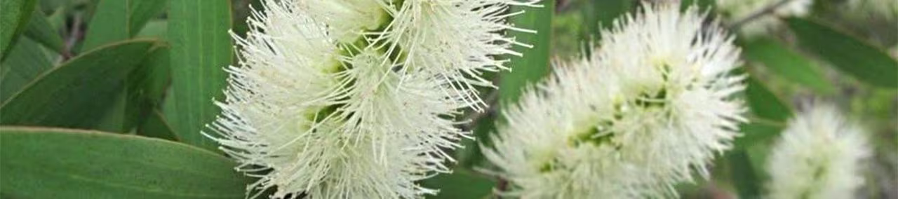 Tinh dầu Tràm Gió