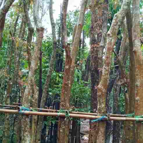 jual Jual pohon palem botol 081292127731