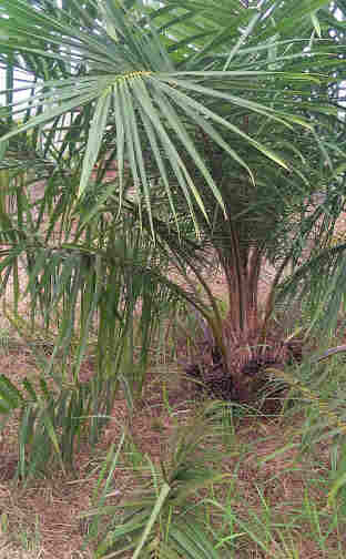 jual Jual pohon kelapa sawit 081292127731