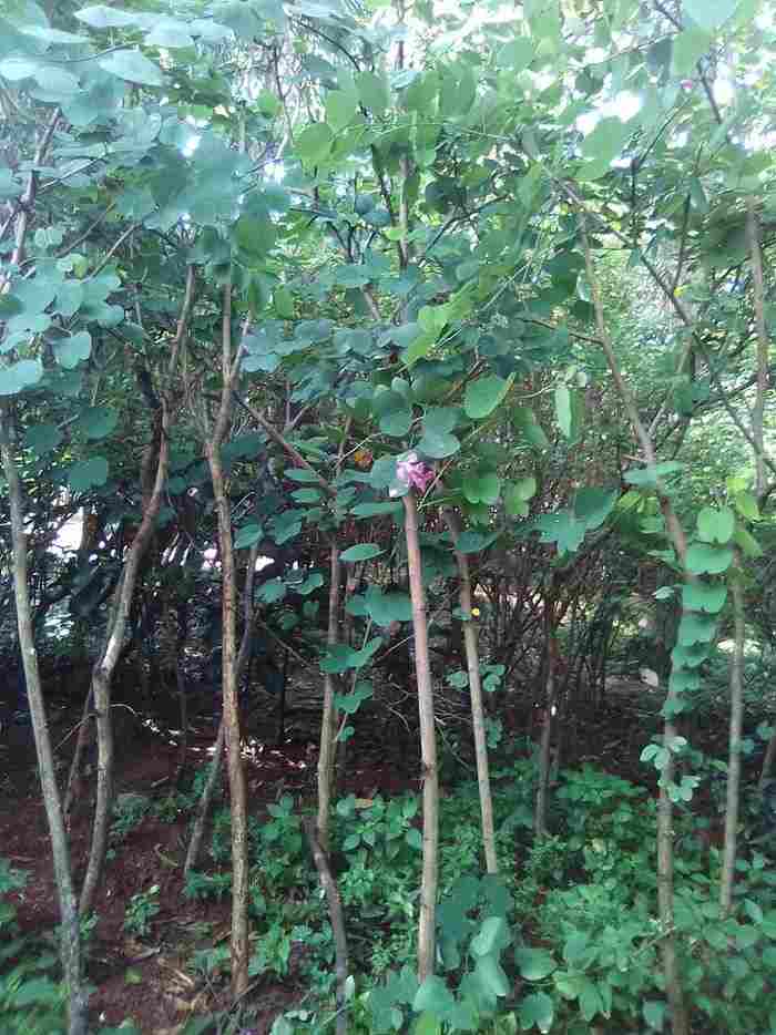 jual Jual pohon kupu kupu 081292127731