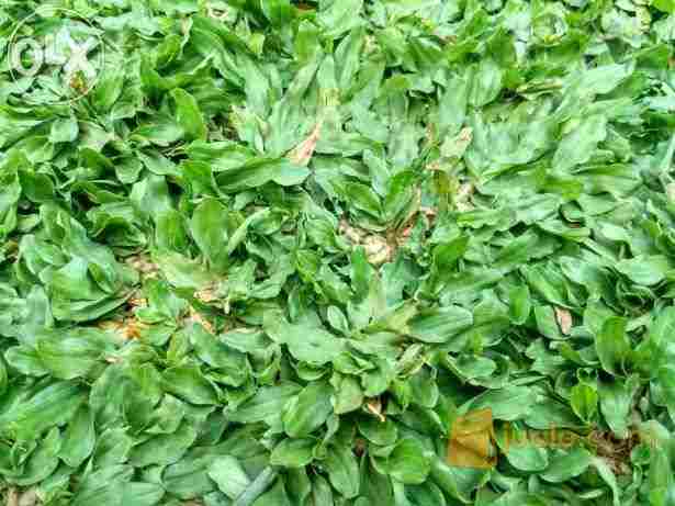 jual Jual rumput gajah mini.dll 081292127731