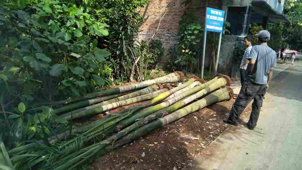 Jual Jual pohon  dadap  merah dll Lutfiflora LUTFIFLORA