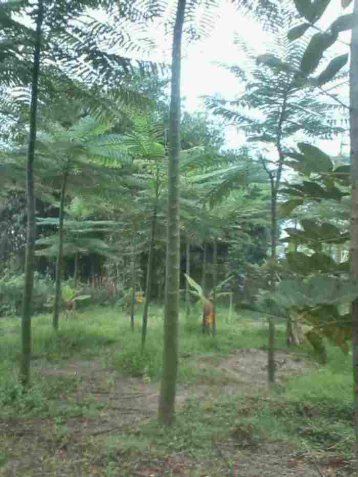 jual Jual pohon solobium 081292127731